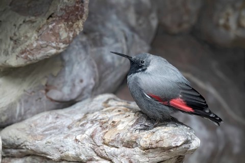 Wallcreeper (Tichodroma muraria), sitting in a rock face, Alpine Zoo, Innsbruck, Tyrol, Austria