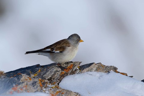 Snowfinch (Montifringilla nivalis), a bird on a snow-covered rock in a quiet winter landscape,