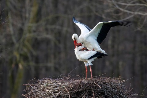 White Stork (Ciconia ciconia) pair mating, North Rhine-Westphalia, Germany