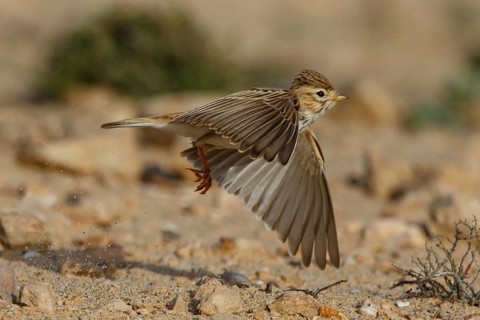 Lesser Short-toed Lark (Alaudala rufescens) flying, Fuerteventura, Spain