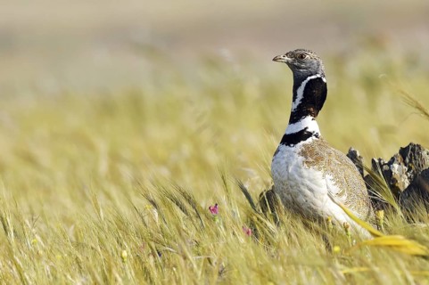 Little Bustard (Tetrax tetrax), Extremadura, Spain