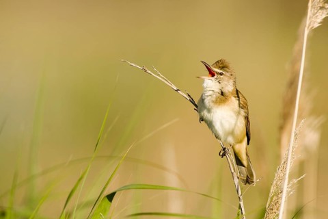 Great Reed Warbler (Acrocephalus arundinaceus) singing, Castile-La Mancha, Spain