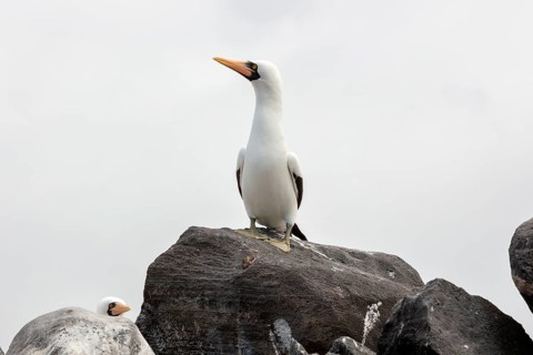 Masked booby (Sula dactylatra), Galapagos, Ecuador