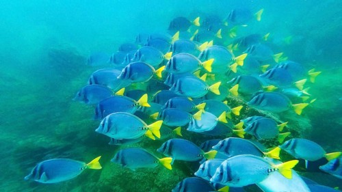 Shoal of yellowtail surgeonfish (Prionurus punctatus), underwater, Galapagos, Ecuador