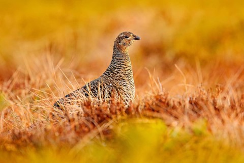 Female of Black grouse on the bog meadow. Tetrao tetrix, in marshland, Sweden. Spring mating season