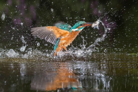 Common Kingfisher (Alcedo atthis) male fishing, Lower Saxony, Germany