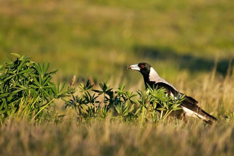 Australian Magpie (Gymnorhina tibicen) foraging, South Island, New Zealand