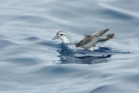 Fairy Prion (Pachyptila turtur), Victoria, Australia