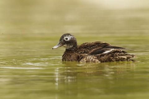 Laysan Duck (Anas laysanensis), Hawaii, USA