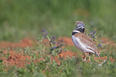 Little Bustard (Tetrax tetrax) male calling, Extremadura, Spain