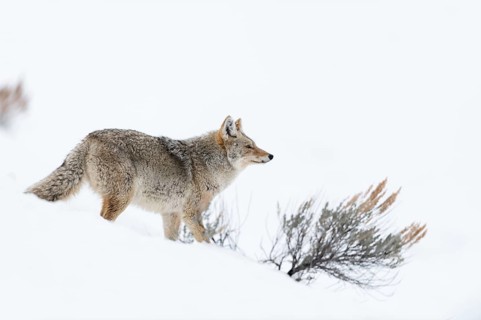Coyote (Canis latrans) adult in snowy countryside, Yellowstone National Park, Wyoming, USA