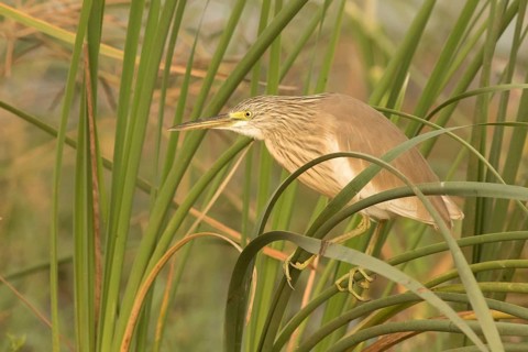 Squacco Heron (Ardeola ralloides), Gambia
