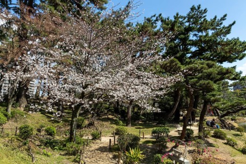 Path with blossoming cherry tree, Sakura in Shukkei-en, historical Japanese strolling garden,