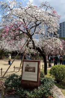Shukkei-en with memorial stone to the atomic bombing and blossoming cherry tree in spring, Sakura,