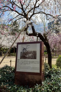 Shukkei-en with memorial stone to the atomic bombing and blossoming cherry tree in spring, Sakura,
