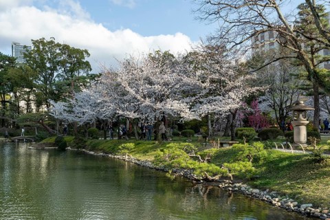 Shukkei-en with green plants, blossoming cherry trees, sakura, and Takuei-chi pond in spring,