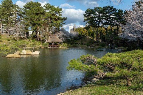 Shukkei-en with green plants, blossoming cherry trees, sakura, and Takuei-chi pond in spring,