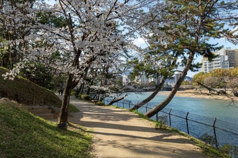 Kyobashi-gawa river and Shukkei-en with blossoming cherry trees, sakura in spring, historical