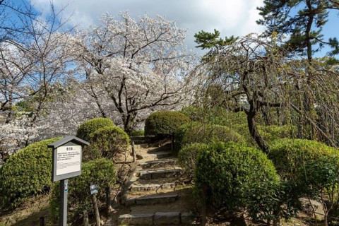 Shukkei-en with blossoming cherry trees, sakura, and green plants in spring, historical Japanese