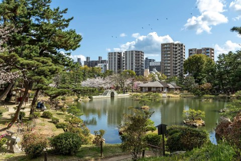 Shukkei-en with blossoming cherry trees, Sakura, Seifukan teahouse and Koko-kyo stone bridge over