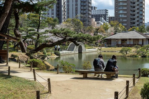 Tourists on a bench in Shukkei-en with blossoming cherry trees, Sakura, Seifukan teahouse and