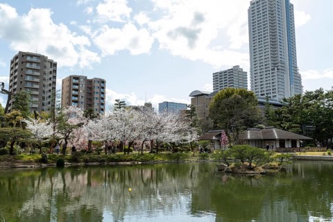 Shukkei-en with blossoming cherry trees, sakura, and Takuei-chi pond in spring, historic Japanese