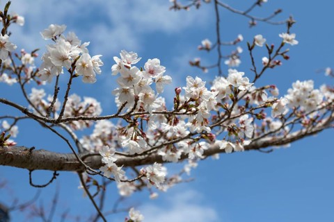 Tourist attraction, sight, close-up, branch with blossoms in front of blue sky, blossoming cherry