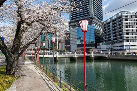 Tourist attraction, landmark, lanterns and blossoming cherry trees on the promenade, Sakura, modern
