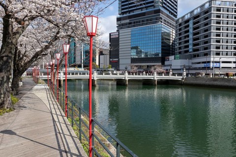 Tourist attraction, landmark, lanterns and blossoming cherry trees on the promenade, Sakura, modern