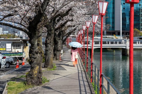 Tourist attraction, sight, lanterns and blossoming cherry trees, Sakura on the promenade along the