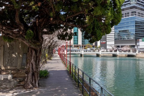 Tourist attraction, landmark, gnarled tree and blossoming cherry trees on the waterfront, Sakura,