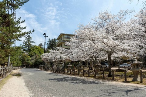 Toro, Japanese stone lanterns and blossoming church trees, Sakura, sight, tourist attraction,