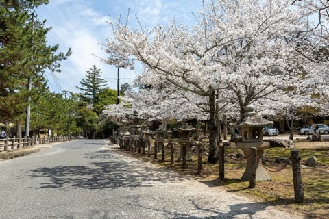 Toro, Japanese stone lanterns and blossoming church trees, Sakura, sight, tourist attraction,