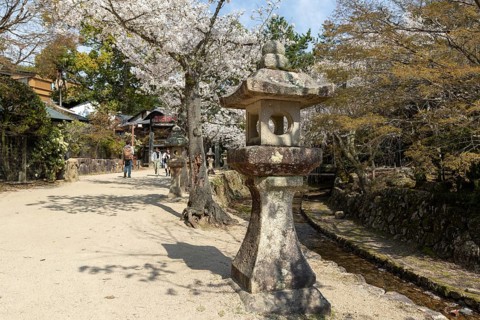 Toro, Japanese stone lanterns and blossoming church trees, Sakura, sight, tourist attraction,