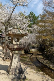 Toro, Japanese stone lanterns and blossoming church trees, Sakura, sight, tourist attraction,