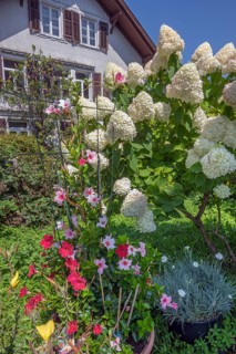 Garden with panicle hydrangea (Hydrangea paniculata), and Mandevilla sp. - Rocktrumpet, Dornbirn,