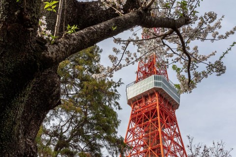 Sightseeing, tourist attraction, Tokyo Tower and first cherry blossoms on a tree, Sakura in Shiba