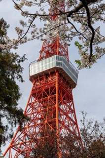 Sightseeing, tourist attraction, Tokyo Tower and first cherry blossoms on a tree, Sakura in Shiba