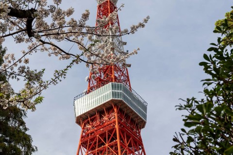 Sightseeing, tourist attraction, Tokyo Tower and first cherry blossoms on a tree, Sakura in Shiba
