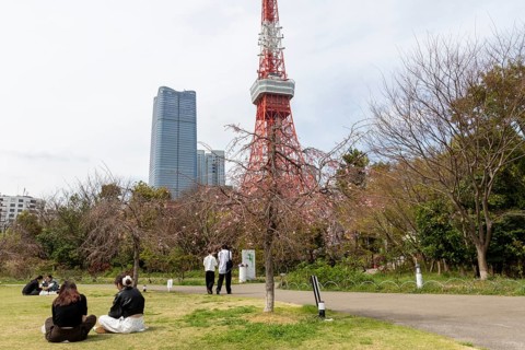 Landmark, tourist attraction, Tokyo Tower and young Japanese people next to a tree with first