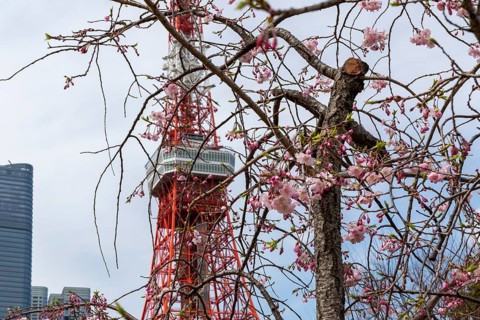 Sightseeing, tourist attraction, Tokyo Tower and first cherry blossoms on a tree, Sakura in Shiba