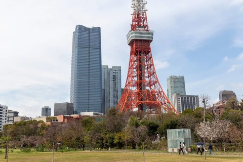 Sightseeing, tourist attraction, Tokyo Tower and first cherry blossoms on a tree, Sakura in Shiba