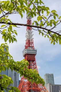 Landmark, tourist attraction, branches with green leaves and Tokyo Tower, Minato City, Tokyo, Japan