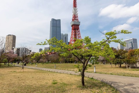 Landmark, tourist attraction, tree with green leaves in spring and Tokyo Tower, Shiba Park,