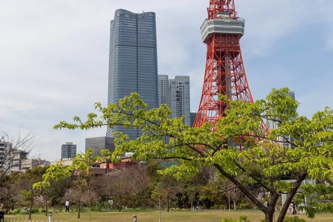 Landmark, tourist attraction, tree with green leaves in spring and Tokyo Tower, Shiba Park,