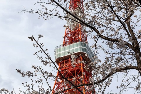 Sightseeing, tourist attraction, Tokyo Tower and first cherry blossoms on a tree, Sakura in Shiba