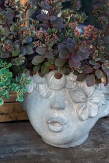 Sedum, Crassulaceae, German trivial names are stonecrop and stonecrop in flowerpot with face,