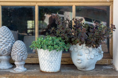 Sedum, thick-leaved plants (Crassulaceae), German trivial names are wall pepper and stonecrop in
