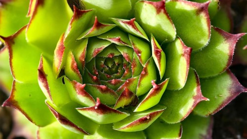 Detailed succulent with green and red leaves in rosette form, Niederhollabrunn Weinviertel Austria