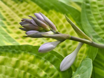 Close-up of a purple bud surrounded by green leaves with distinctive patterns, Niederhollabrunn